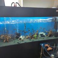 discus aquarium for sale