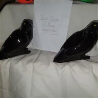raven bird for sale