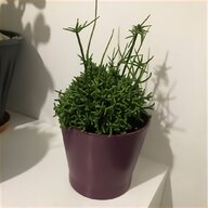 indoor fern for sale