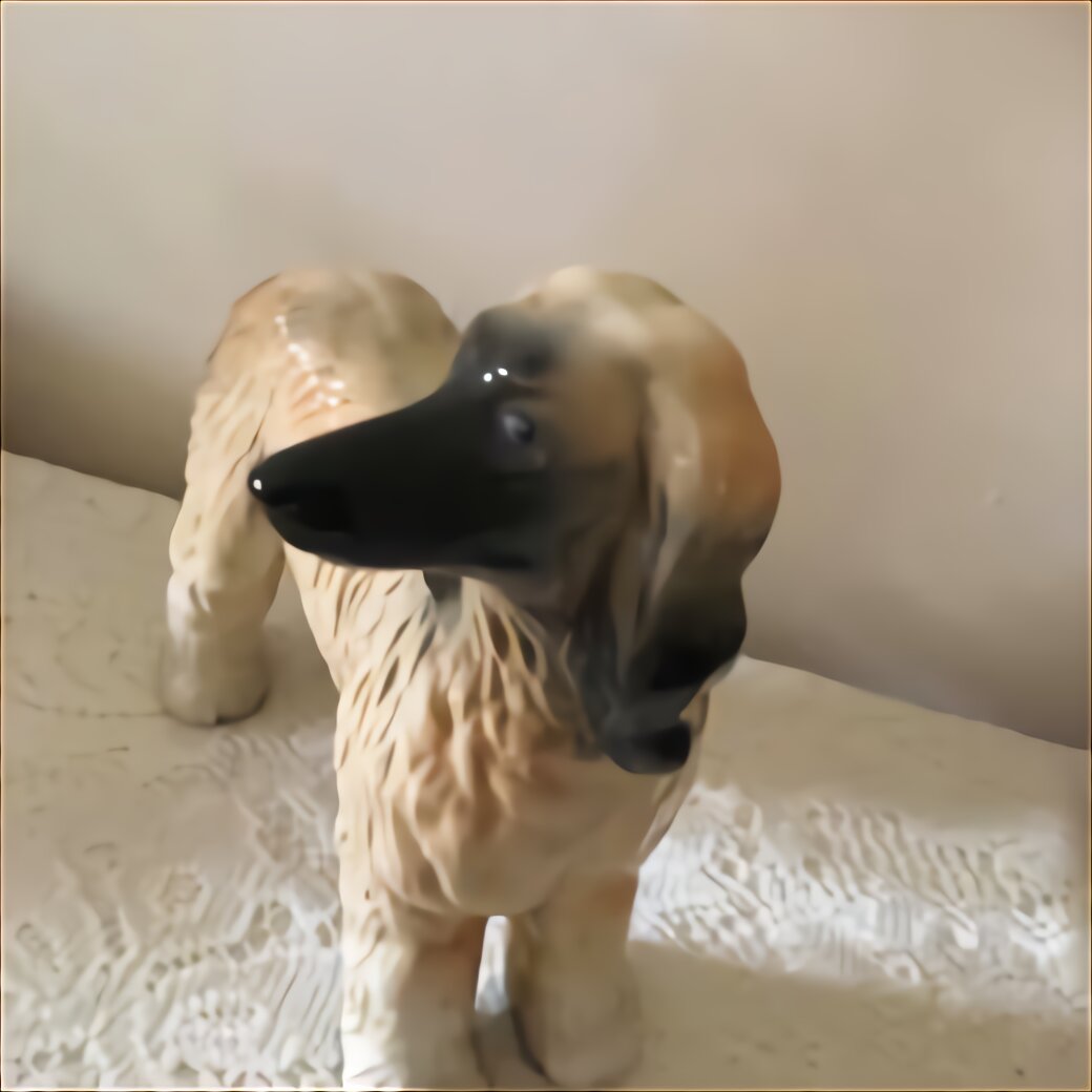 Afghan Hound for sale in UK 44 used Afghan Hounds