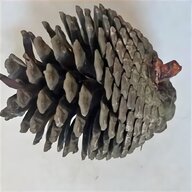 fir cones for sale