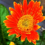 marigold flowers for sale