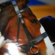 extra full bridle for sale