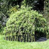 willow arch for sale