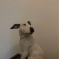 greyhound dog for sale