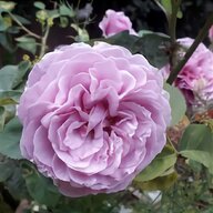 lavender rose for sale