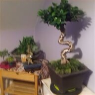 bonsai focus for sale