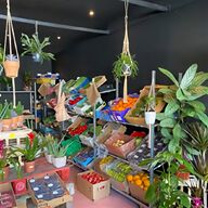 tropical plants for sale
