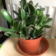 succulent pot for sale