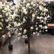 magnolia trees for sale