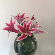 stargazer lily for sale