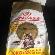 maine coon cat for sale