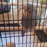 female budgie for sale