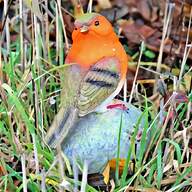 robin bird for sale