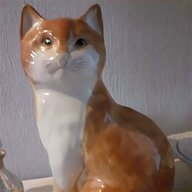 babbacombe cat for sale