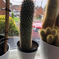 cacti for sale