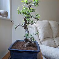 bonsai trees for sale