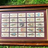 vintage framed butterflies for sale