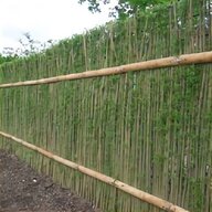 hardy bamboo for sale