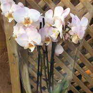 orchid plants for sale