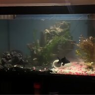 6ft fish tanks for sale