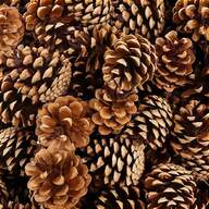 pine cones for sale