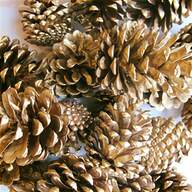 pine cones for sale