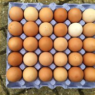aseel eggs for sale