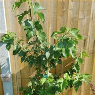mulberry tree for sale