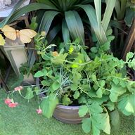 annual plants for sale