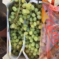 plastic grapes for sale