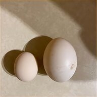 brahma hatching eggs for sale