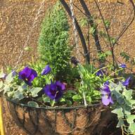 wire hanging baskets 10 for sale