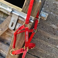 dually halter for sale