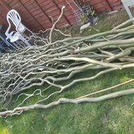 twisted willow for sale