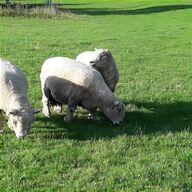 raw sheep fleece for sale