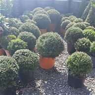 buxus balls for sale
