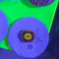 zoas for sale