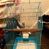 budgies pets for sale