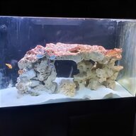 red sea max s for sale