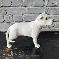 pitbull terrier for sale
