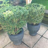 topiary plants for sale