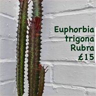 euphorbia for sale