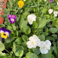 polyanthus for sale