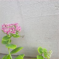 ice plant for sale
