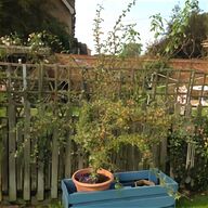 hawthorn tree for sale