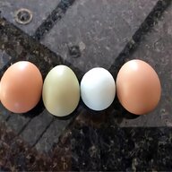 shamo hatching eggs for sale
