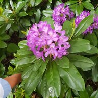 rhododendron tree for sale