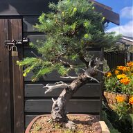 bonsai tools for sale