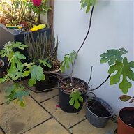 fig trees for sale